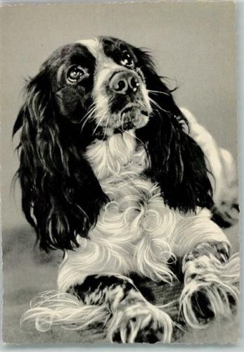 Cockerspaniel Spaniel
