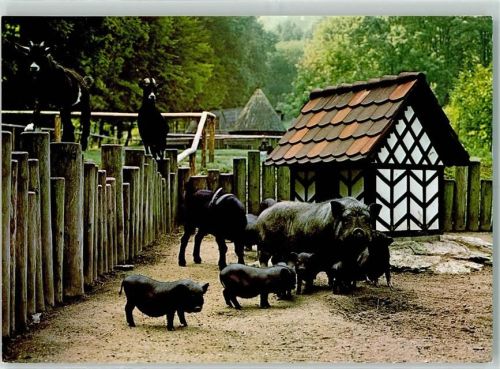 Egloffstein Wildgehege Hundshaupten Hängebauschschweine