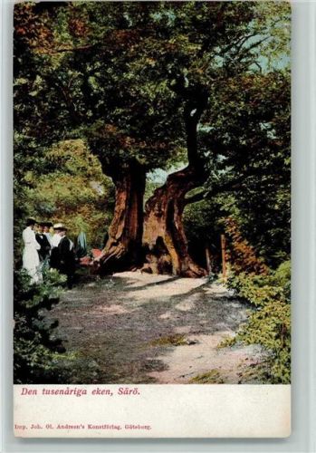1900 Tausendjährige Eiche