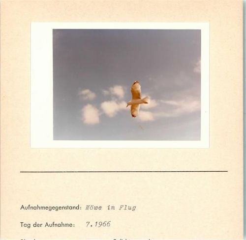 Möwe im Flug Foto montiert auf Karton