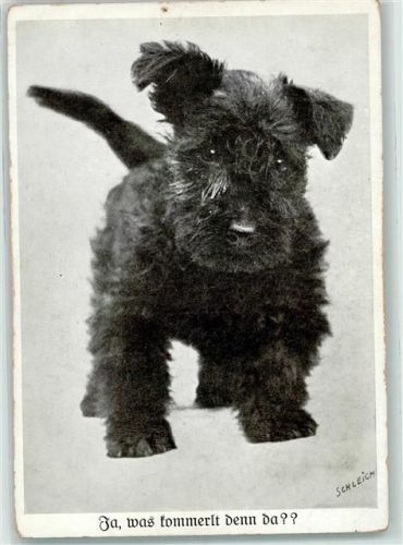 Rauhhaarterrier