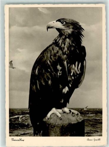 Steinadler