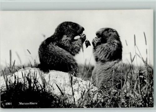 Nr. 1001 Fotografie Schocher, Murmeltiere AK
