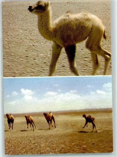 Wild Camels AK