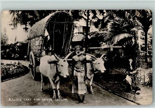 Tiergespanne Bullock Cart Driver AK