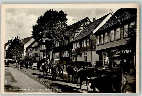 Benneckenstein Kühe