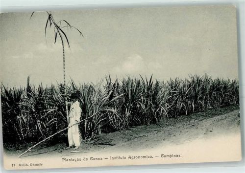 Sao Paulo Plantage Campinas