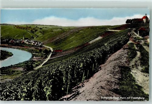 Escherndorf Vogelsburg Weinreben Mainschleife