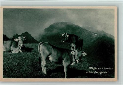 Allgäuer Alpvieh im Stuibengebiet ca 1930 AK Berge
