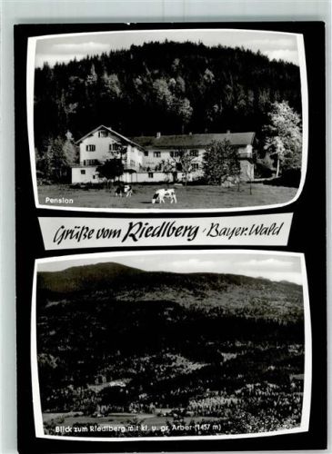 Bodenmais Pension Riedlberg Kühe