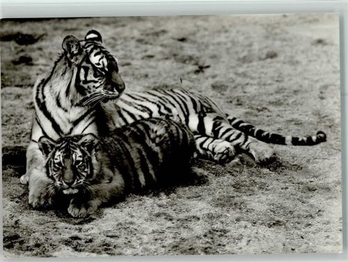 1976 Sibirische Tiger mit Jungen - VEB Bild und Heimat
