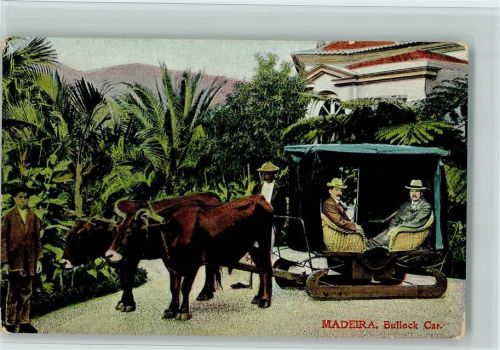 Madeira Bullock Car - Tiergespann Schlitten für die Bergfahrt AK