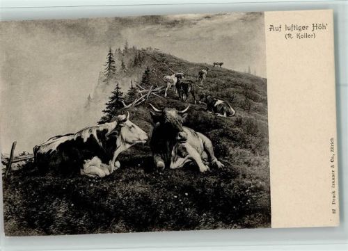 Nr. 37 Verlag Brunner & Co , Kühe - auf luftiger Höh , gute Erhaltung
