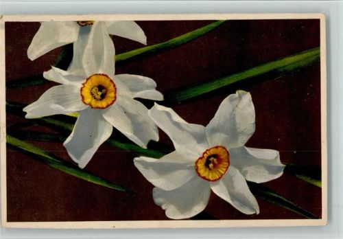 Serie 663 Nr. 189 - Blumen Narzissen AK
