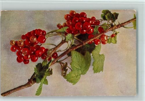 Johannisbeeren am Strauch