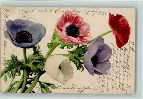 1906 Farbenlichtdruck - Nr. 579 - Blumen Anemonen AK