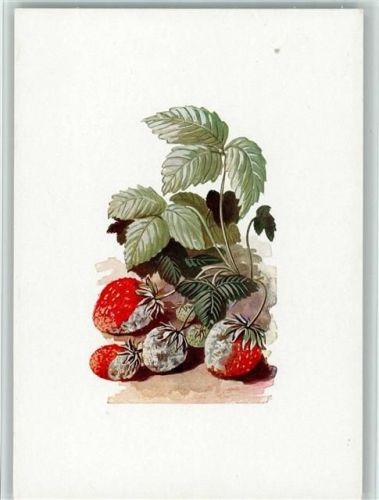 Das Eposkop. Die Kartei des Wissens - J 21 Nr. 12 - Obstschädlinge, gute Erhaltung