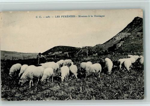 1918 Schäfer - Les Pyrenees - Moutons a la Montagne