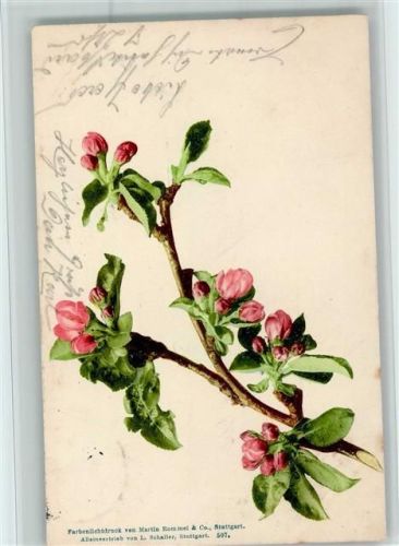 1902 Farbenlichtdruck Nr. 507 - Blüten, Blumen