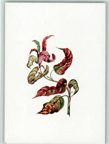 Das Eposkop. Die Kartei des Wissens - J 21 Nr. 13 - Obstschädlinge, gute Erhaltung