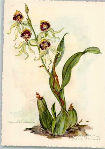 Edition Korsch 8079 , Blumen - sign Schwarz-Torino , sehr gute Erhaltung AK