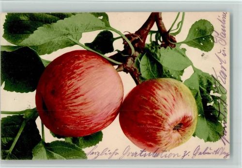 Nr. 706 - Äpfel AK