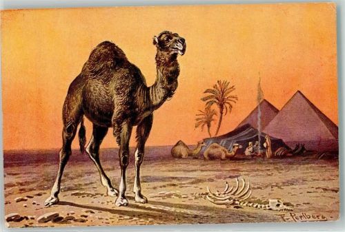 Serie 682 Fauna II Nr 6 Dromedar Pyramiden Skelett