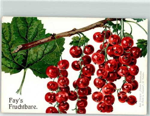 Fays Fruchtbare Kirsche Aus Junge : Unser Beerenobst in Feld und Garten 27 Tafeln