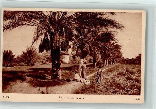 Nr. 1199 Dattel Ernte 1929 AK Gute Erhaltung