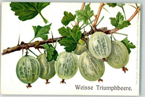 Stachelbeere weisse Triumphbeere Aus Junge : Unser Beerenobst in Feld und Garten 27 Tafeln
