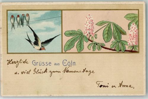 Köln, unsortiert 1909 Grüsse aus Cöln Kastanie Lithographie