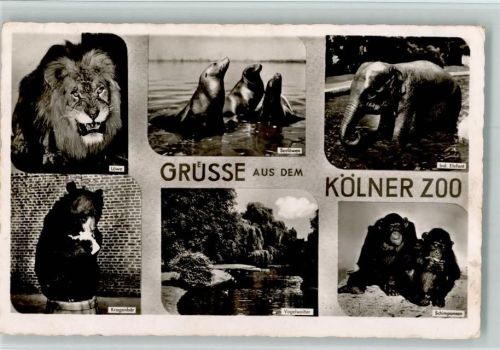 Kölner Zoo - Kragenbär, Schimpansen 1960 AK