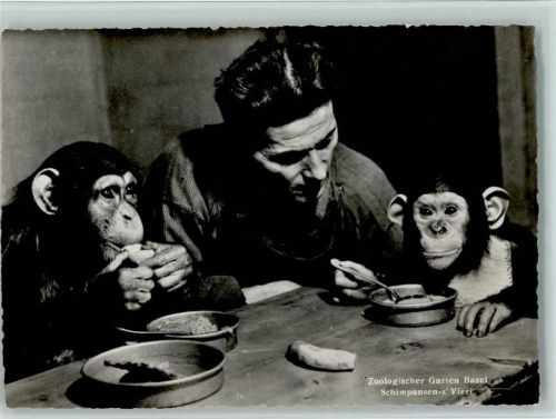 Basel 1952 Nr. 67 - Chimpansen Vieri werden gefüttert / Affen