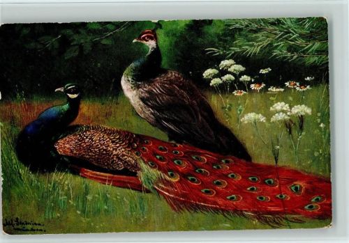 Theo Stroefer Serie 539 6 Dess. Nr. 3 AK Geflügel , Pfau Schönian, A.