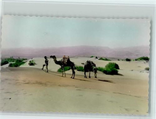 Las Palmas de Gran Canaria Dunas de arena Camellos Kamele in den Dünen