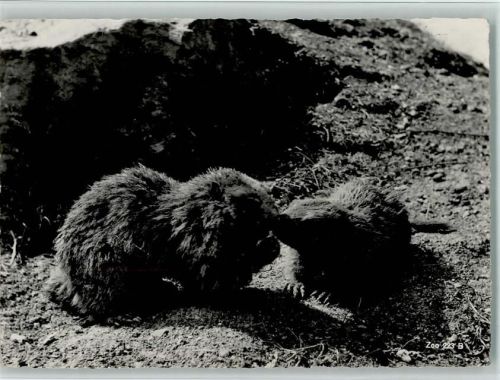 Zürich 1951 Zoo 223 B - Murmeltiere - Verlag Beringer