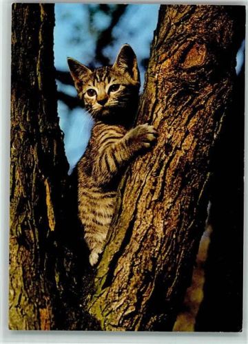 Popp FF 1346 - Hauskatze klettert im Baum