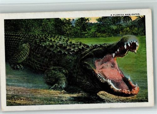 A Florida Man Eater ca 1935 AK
