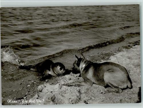 Nanu, wer bis Du? seehund und Hund am Strand Foto AK
