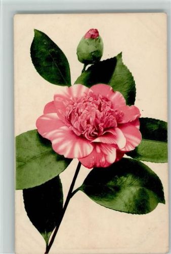 1914 Nr. 573 Blumen