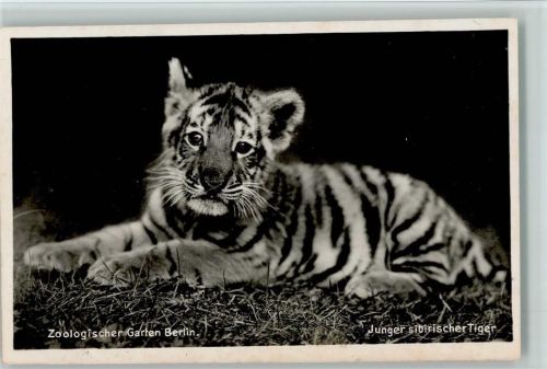 - sibirischer junger Tiger 1939 Foto AK