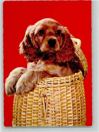 Cockerspaniel Welpen im Korb ca 1965 AK