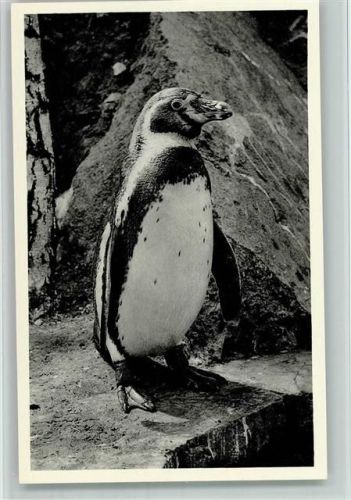 Osnabrück Die Pinguine des Versandhauses "Nordland" AK