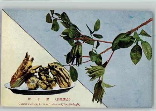 Pflanzen aus Japan - Catrus medica AK Frucht, Gemüse