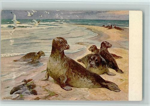 Meinholds Tierbild Nr. 93 - Seehund