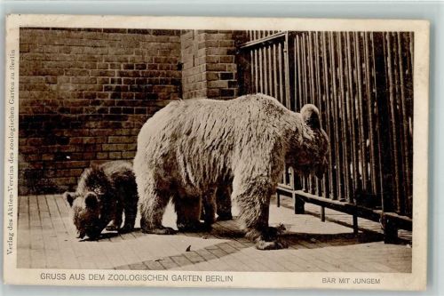 Zool. Garten Berlin - Bär mit Jungen 1909 AK