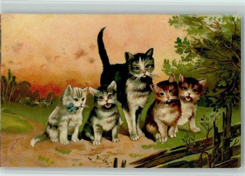 Katze Jungtiere