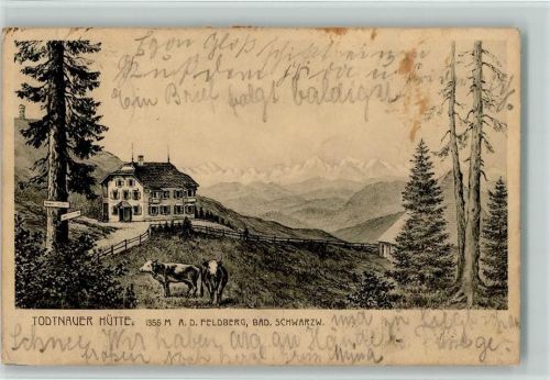 Feldberg 1912 Todtnauer Hütte Kühe Hüttenstempel