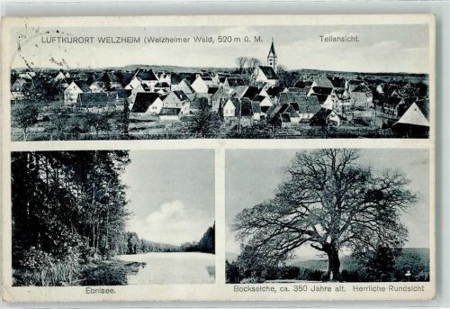 73553 W7061 Welzheim - Ebnisee Bockseiche 350 Jahre alt