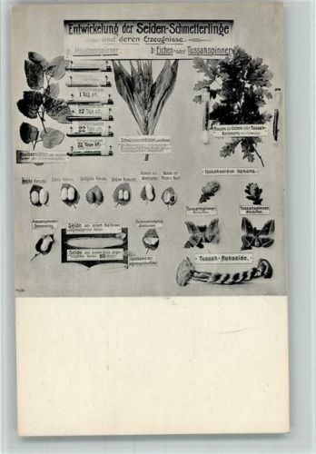 Entwicklung in Bildern der Seiden Raupen und Schmetterlinge , ca 1930 AK